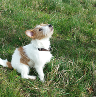 Jack Russell Terrier von der Vogtlandbande Mona05