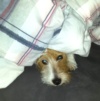 Jack Russell Terrier von der Vogtlandbande Mona06