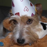 Jack Russell Terrier von der Vogtlandbande Mona15
